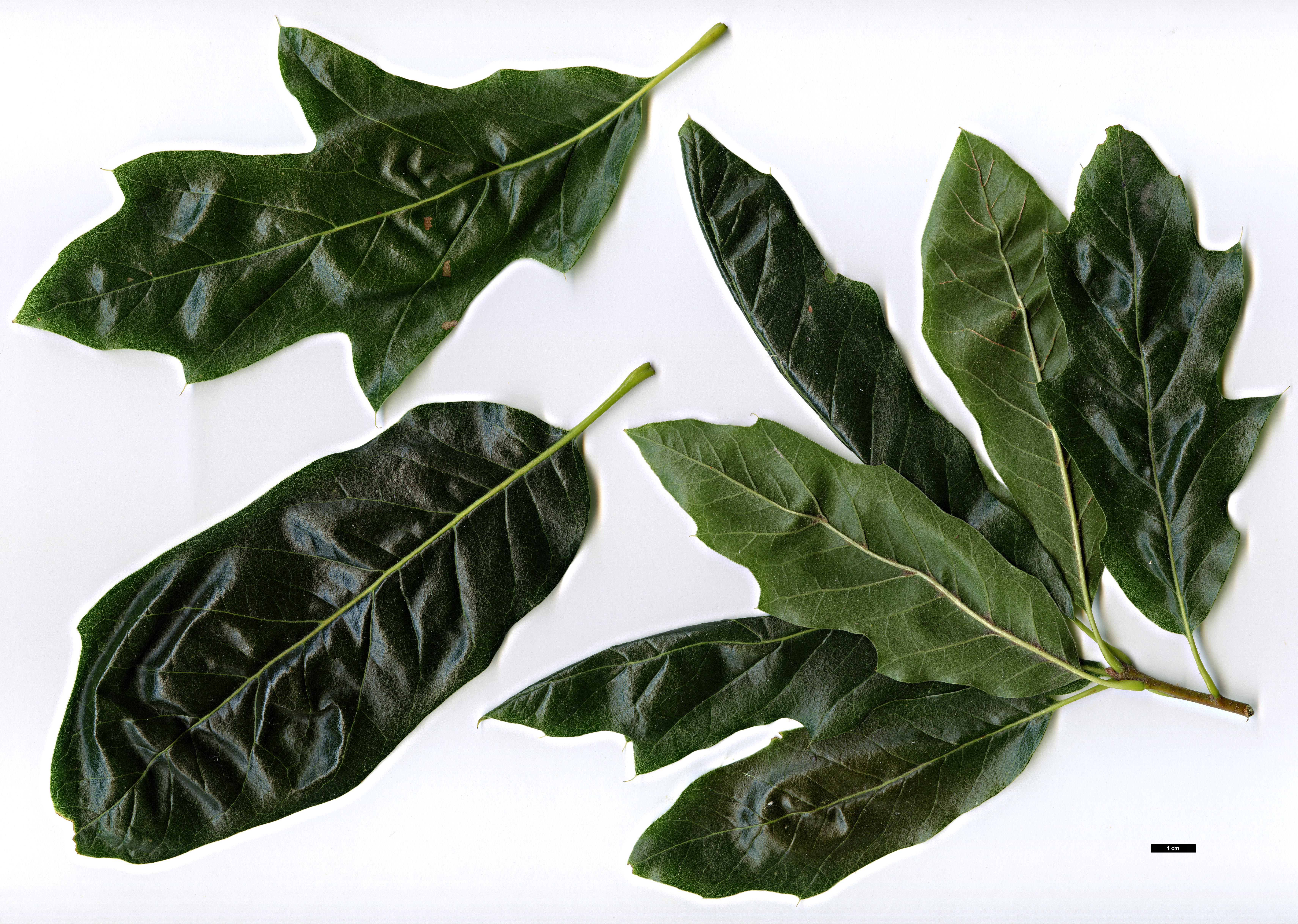 High resolution image: Family: Fagaceae - Genus: Quercus - Taxon: ×leana (Q.imbricaria × Q.velutina)